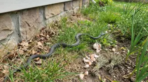 Serpente nel giardino vicino a un muro, tra erba e foglie secche